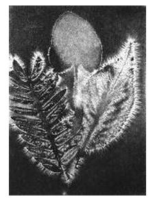 Электрографические изображения растения